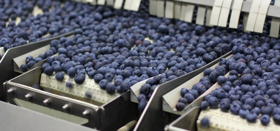 EMPACADO DE ARANDANOS: +50 Nuevos Puestos de Trabajo / con y sin experiencia