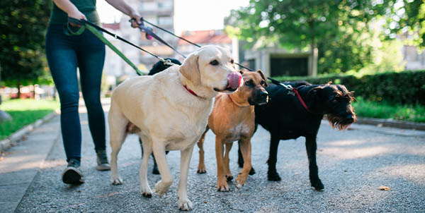 Se Busca Persona para Cuidado de Mascotas | Con y sin experiencia | Postula